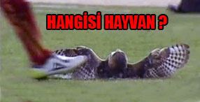 Sahadaki bayku� tekmeyi yedi!