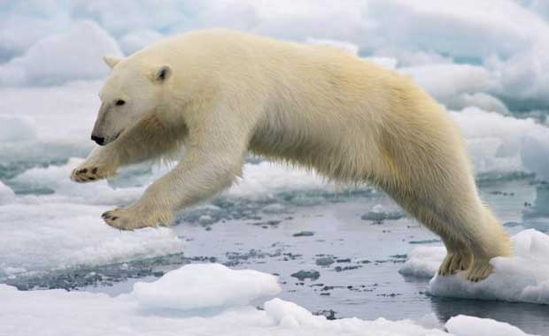 Kutup ayıları kaç derece soğuğa dayanabilir?