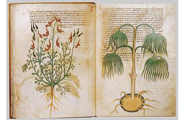 Voynich Elyazması