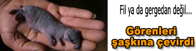 Fil mi? Tav�an m�?