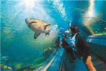 TURKUAZOO ENGELLİLERİ UNUTMADI