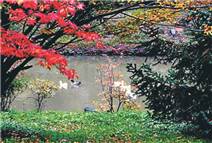 DÜNYANIN EN BÜYÜK ARBORETUMU