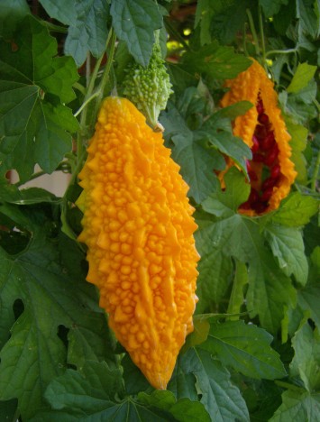 Kudret Narının Faydaları