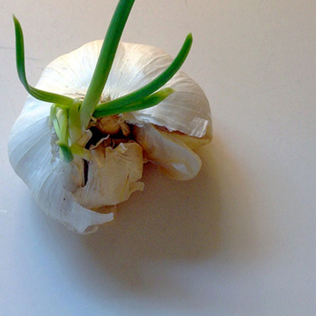 Filizlenen sarımsak yenir mi? Sayfa 3 Zeytinyağlılar