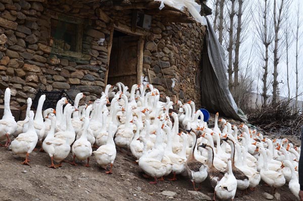 Evini sattı köyüne döndü! Şimdi paraya para demiyor