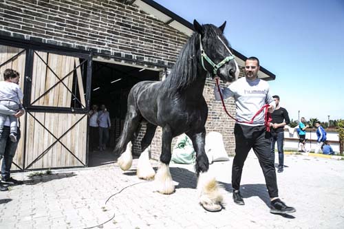 Hatay'da bir at çiftli?inde bulunan bin 200 kilogramlık shire cinsi at görenleri ?a?ırtıyor. ile ilgili görsel sonucu