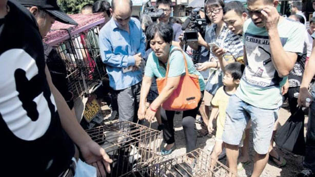 Yulin Köpek Eti Festivali nasıl ortaya çıktı?