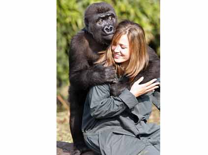 Kucuk Goril Bakicisini Annesi Saniyor