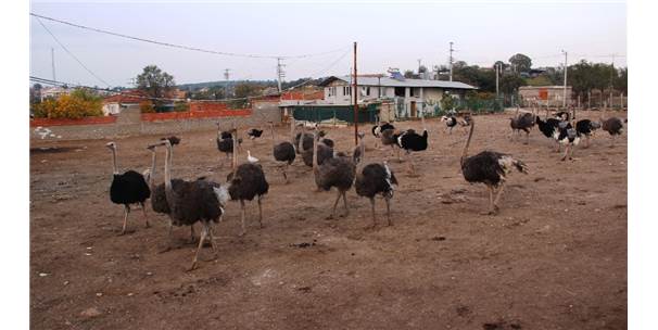 Türkiye'nin En Büyük Deve Kuşu Üretim Çiftliği Çanakkale'de Çanakkale