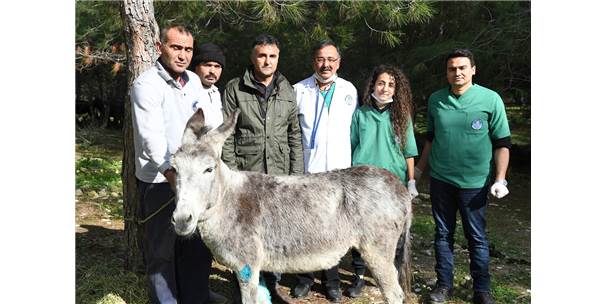 Sahipsiz Yaralı Eşeğe Belediye Sahip Çıktı