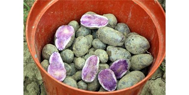 Image result for Bolu mor Milliyet patates