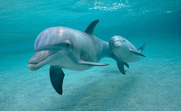 dolphin yavru ile ilgili görsel sonucu
