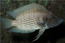 Altolamprologus calvus