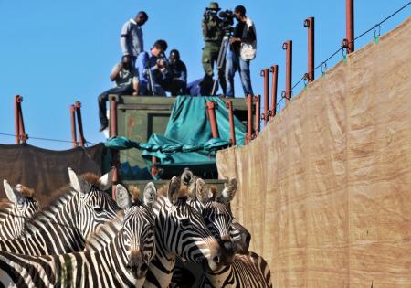 binlerce-zebra-aslanlara-yem-olacak-513577.Jpeg