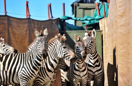 binlerce-zebra-aslanlara-yem-olacak-513579.Jpeg