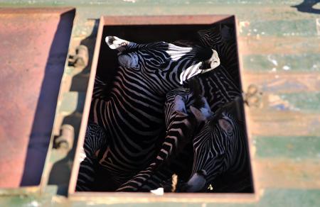 binlerce-zebra-aslanlara-yem-olacak-513583.Jpeg