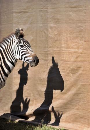 binlerce-zebra-aslanlara-yem-olacak-513585.Jpeg