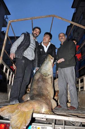 Karakaya Barajı'nda 123 kiloluk turna balığı yakaladı
