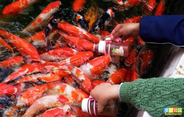 [Resim: yeni-moda-balik-emzirme--1648933.Jpeg]