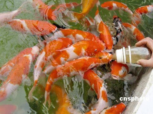 [Resim: yeni-moda-balik-emzirme--1648935.Jpeg]