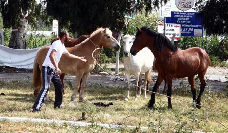 capkin-aygirdan-yasak-ciftlesme-598598.Jpeg