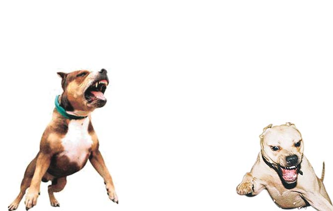 Üç bakanlıktan pitbull genelgesi