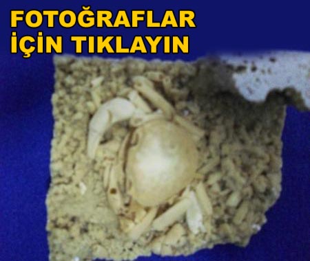 Bu yengeç 2.5 milyon yaşında