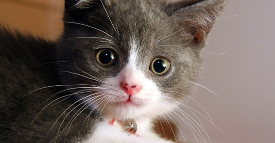 [Resim: sevimli-dostlara-bir-kap-su-1407687.Jpeg]