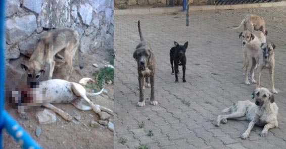 [Resim: milas-taki-icler-aci-goruntuler-baskan-i...60603.Jpeg]