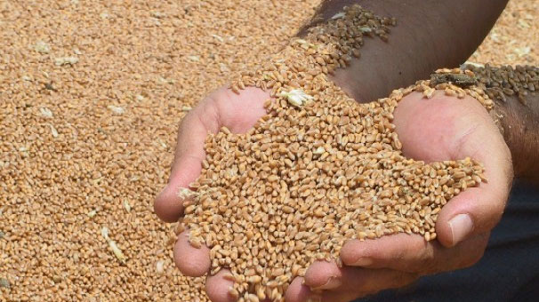 Trakya Birlikten ortaklar�na sertifikal� bu�day tohumlu�u