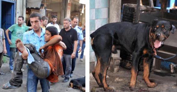 Rottweiller kafasından vuruldu ölmedi