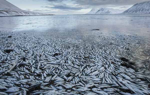 İzlanda’da toplu balık ölümleri araştırılıyor