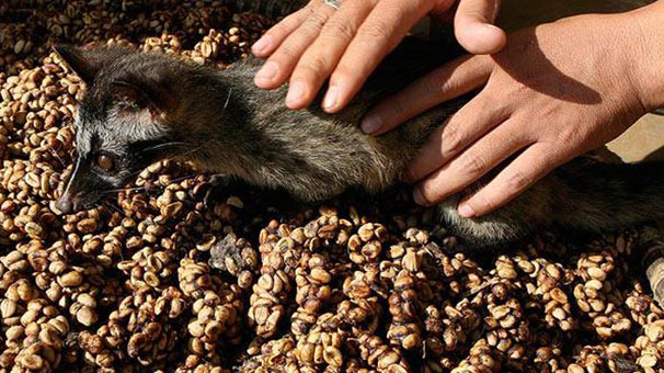 En pahalı kahve kedi pisliğinden Son Dakika Haberleri