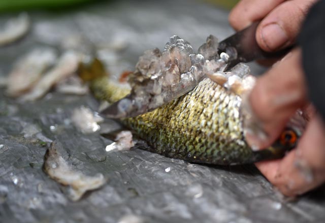 Pullu balık temizlemek için 3 altın kural