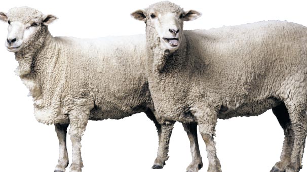 Koyun eti fiyatı 15 arttı Haberler Son Dakika