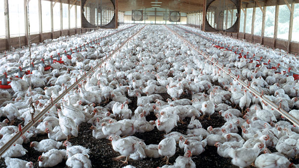 İran'da tavuk ve yumurta üretimi durma noktasında