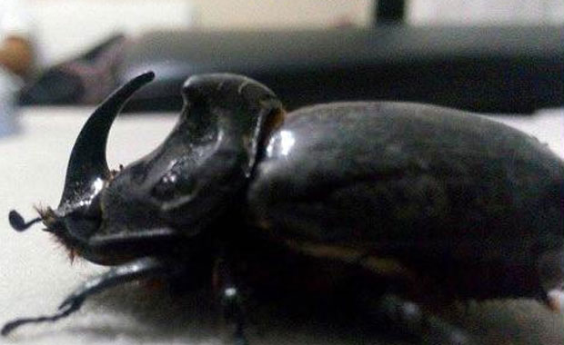 gergedan bocegi hakkinda sok gercek