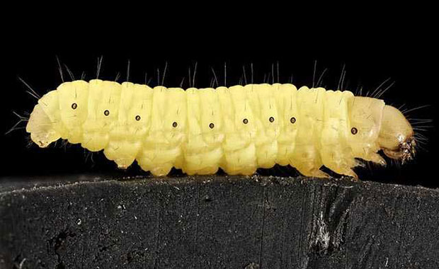 İspanya'daki bilim insanı plastik yiyen larva keşfetti