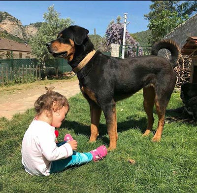 ÃnÃ¼ne geÃ§ilmiyor! Eve geldiÄinde dehÅete dÃ¼ÅtÃ¼, bahÃ§ede et parÃ§alarÄ± bulundu...