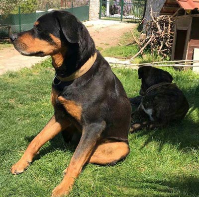 ÃnÃ¼ne geÃ§ilmiyor! Eve geldiÄinde dehÅete dÃ¼ÅtÃ¼, bahÃ§ede et parÃ§alarÄ± bulundu...