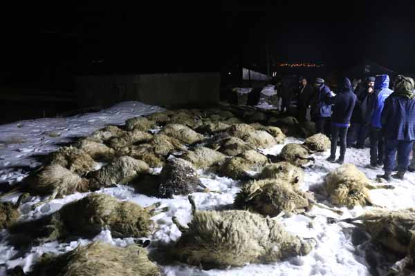 Onlarca hayvan bu halde bulundu