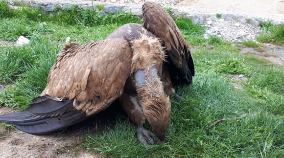 Nadir gÃ¶rÃ¼len bir tÃ¼r! O ilimizde bulundu...