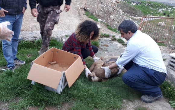 Nadir gÃ¶rÃ¼len bir tÃ¼r! O ilimizde bulundu...