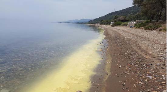 Assos sahilinde tedirgin eden gÃ¶rÃ¼ntÃ¼