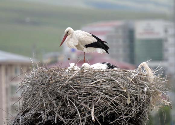 BÃ¼yÃ¼k gÃ¶Ã§ hazÄ±rlÄ±ÄÄ±!