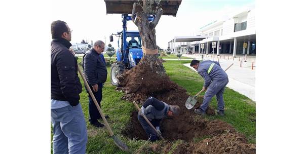 300 Yıllık Zeytin Ağaçları Odun Olmaktan Son Anda Kurtuldu