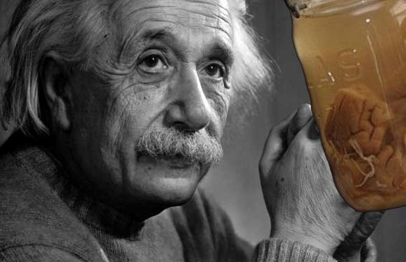 Einstein'in beyninden 46 dilim sergileniyor