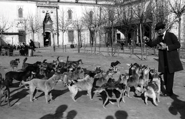 O zamanlar İstanbul'da köpekler mutlu yaşardı