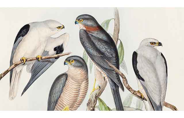 Doğanın kaybolan sesleri Pera Müzesi’nde 