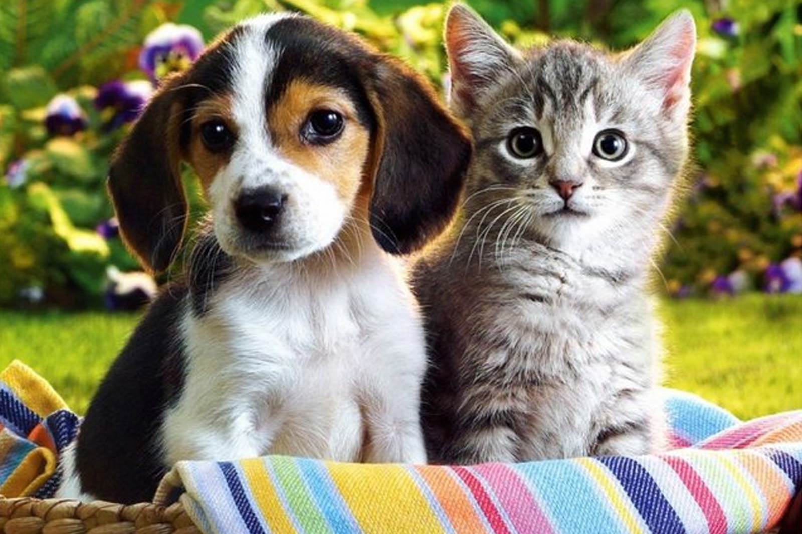Kedi ve köpekler hakkında daha önce hiç duymadığınız 20 bilgi